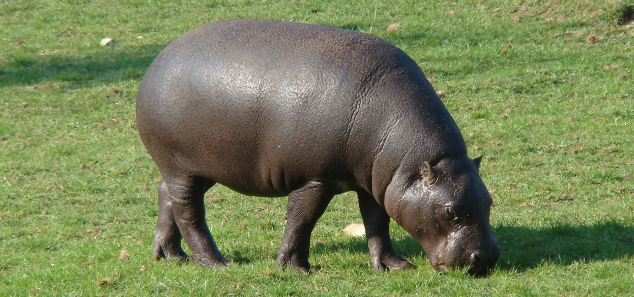 Hippos Eating People