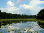 Floating Vegetation in the Amazon