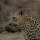 In Search of the Arabian Leopard: A Photostory – Part 1