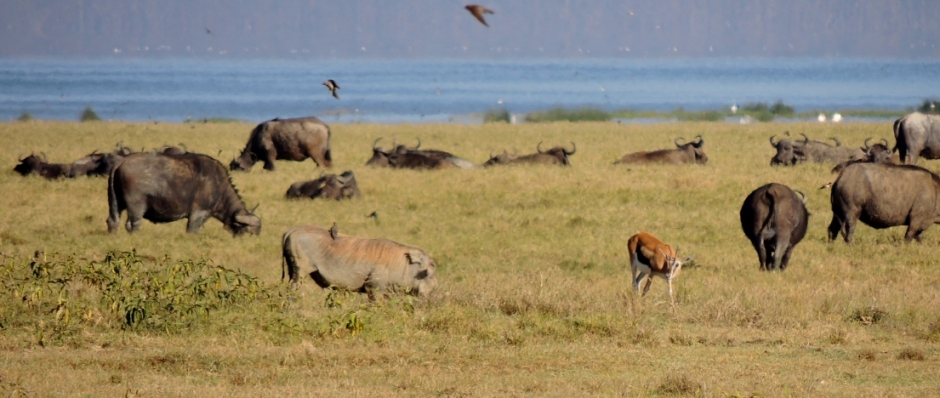 african wildlife spectacle