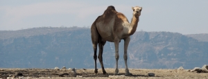 lawrence camel
