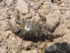 Crab species
