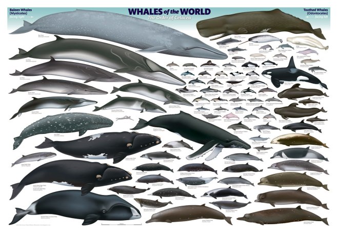 whales of the world